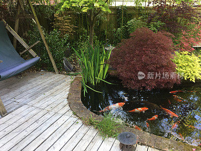 锦鲤池和大型锦鲤鱼在过滤水中游泳的图像，使用池塘过滤器和紫外线灯来改善水质和清晰度，用枫树/槭树、灯笼、竹子和砖边缘池塘水的景观禅宗日本花园